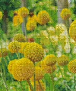 Billy Buttons Diamond Painting