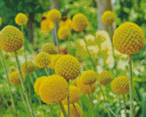 Billy Buttons Diamond Painting