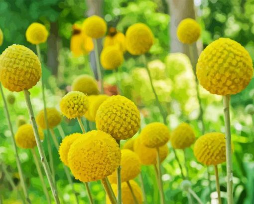 Billy Buttons Diamond Painting