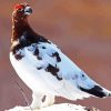 Willow Ptarmigan Diamond Painting