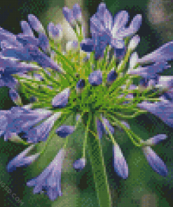 Agapanthus Diamond Painting