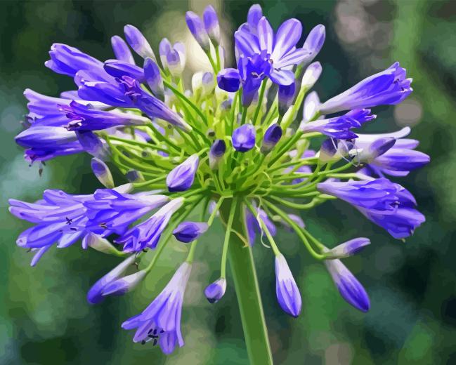 Agapanthus Diamond Painting