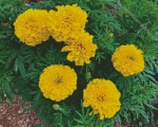 Tagetes Erecta Plant Diamond Painting